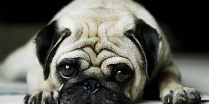 2560x1600 Cute Pug Wallpapers