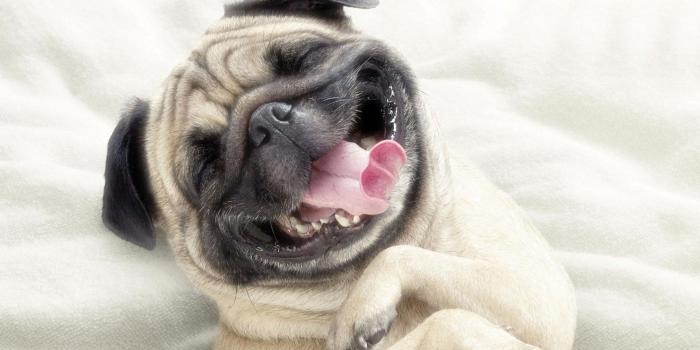2880x1800 Funny Pug Wallpapers