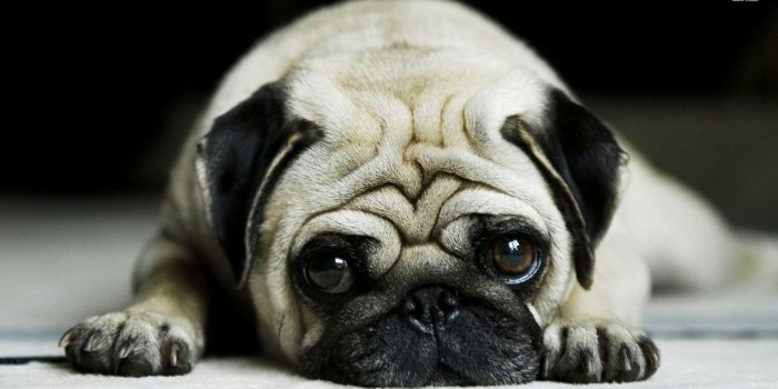 1920x1080 Pugs Wallpapers