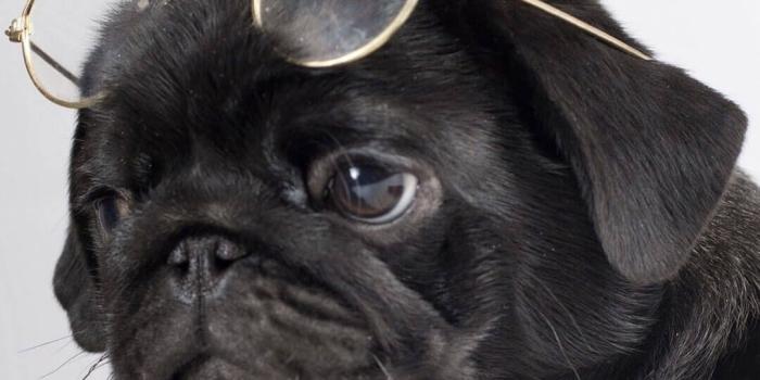 1080x1920 Adorable animals My Garden Cutest dogs Cute pugs and iPhone