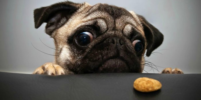 1680x1050 48+] Free Pug Wallpapers - WallpaperSafari