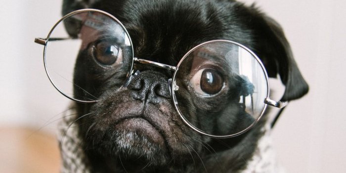 1000x1500 100+ Pug Pictures | Download Free Images on Unsplash