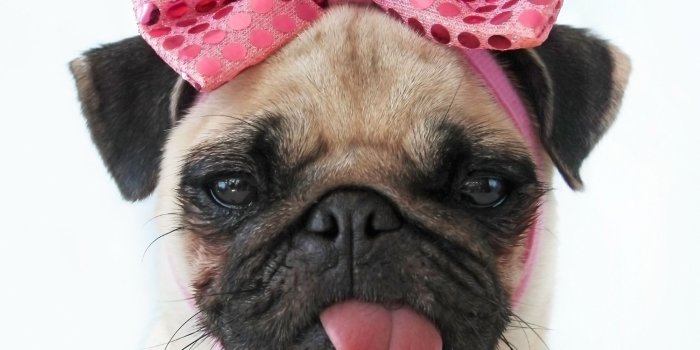 2000x1000 Cute Pug dog with rose bow photo and