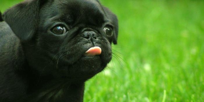 1680x1050 84 Pug HD Wallpapers | Background Images