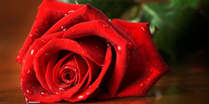 2900x1900 Best images of love rose hd - Love Rose Hd Wallpaper Rocks Wallpaper