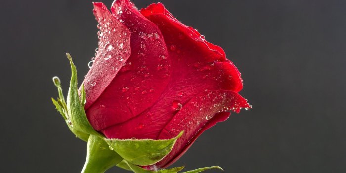 1600x900 Beautiful Red Rose, Drops of Water ❤ 4K HD Desktop Wallpaper for 4K