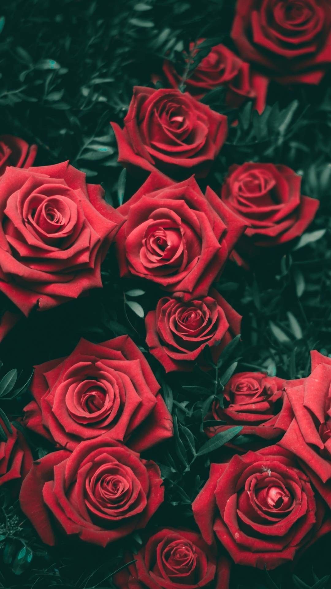 1080x1920 68+ Red Rose Wallpapers on WallpaperPlay