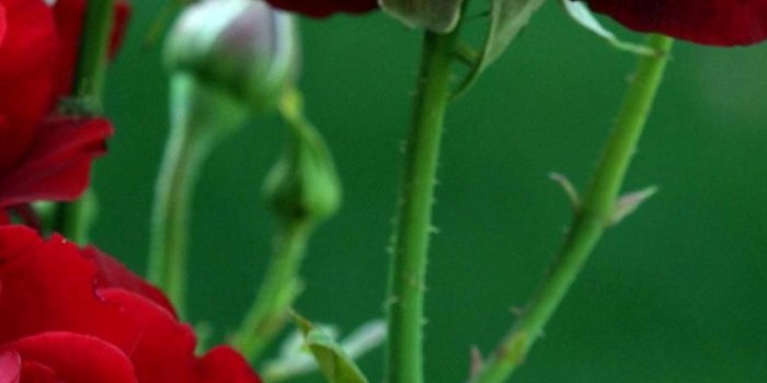 1242x2208 Rose Wallpaper Hd For Mobile (#11987) - HD Wallpaper Download