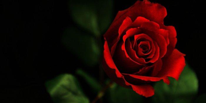 3554x1999 Roses HD Wallpapers