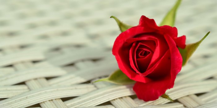 2880x1800 Rose HD Background Wallpaper 12723 - Baltana