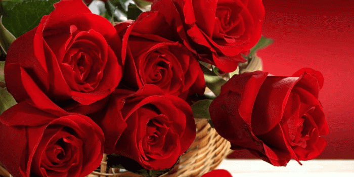 1100x1130 Hd Rose Wallpaper - New Rose Wallpaper Hd (#10156) - HD Wallpaper