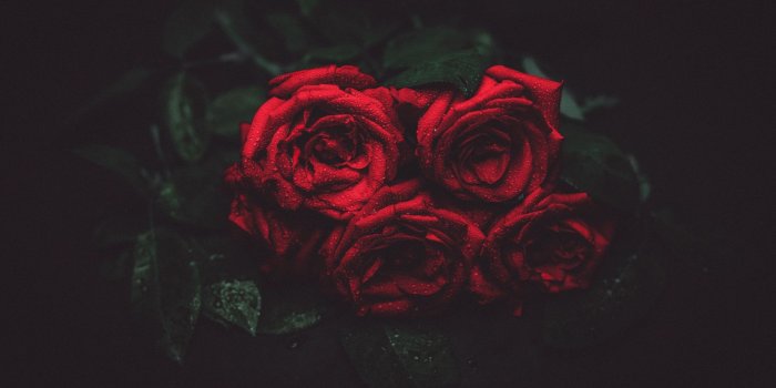 1920x1080 Download wallpaper 1920x1080 roses, drops, buds, dark background