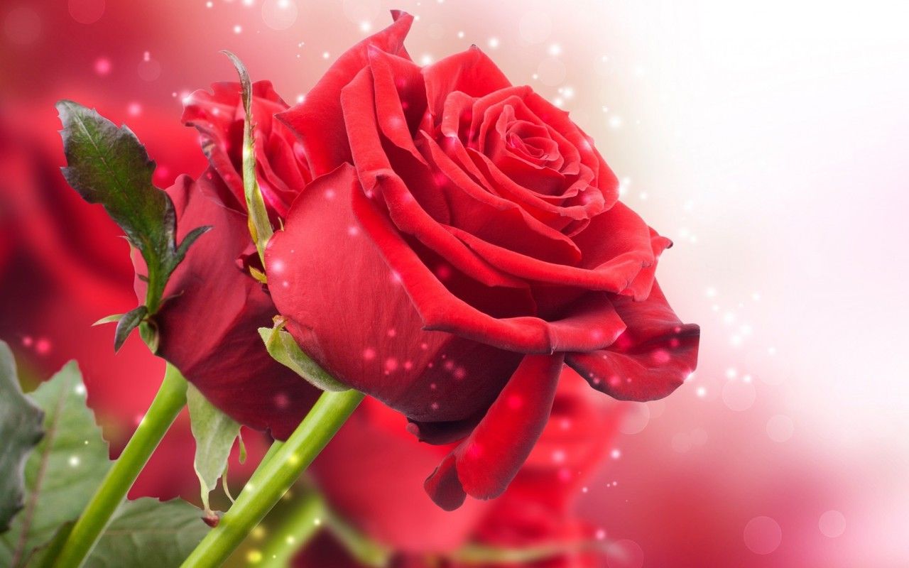1280x800 Red Rose Live Wallpaper Free Download - free donload