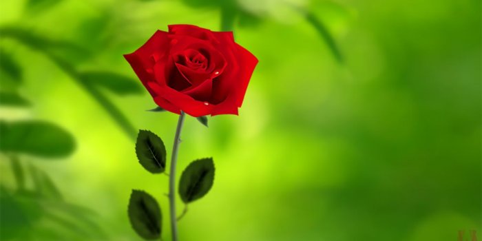 1183x667 Rose wallpaper | red rose wallpaper hd pictures free download