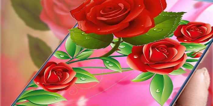1600x2500 Rose wallpapers hd - Beautiful Red roses pictures for Android - APK