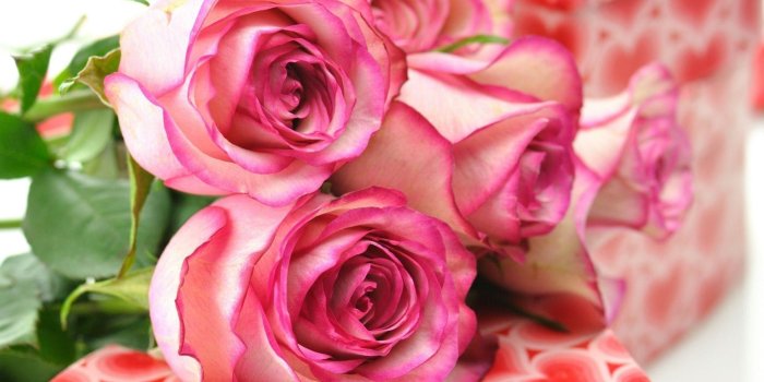 1920x1200 70+ Beautiful Roses Wallpapers on WallpaperPlay