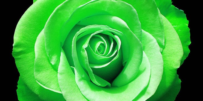 1920x1080 Green Rose Wallpapers, Pictures, Images
