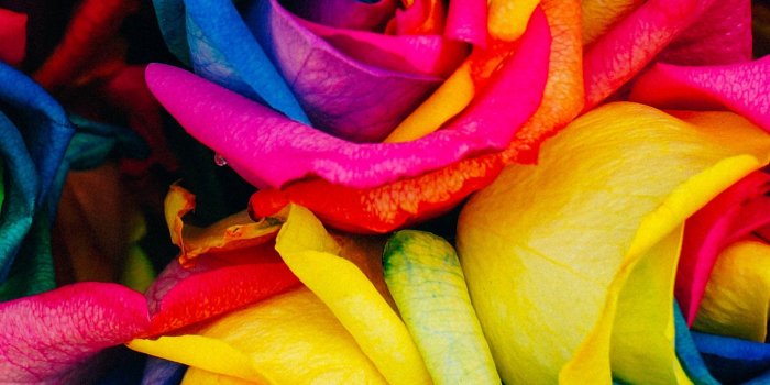 2048x2732 Rainbow Roses Wallpaper - iPhone, Android & Desktop Backgrounds