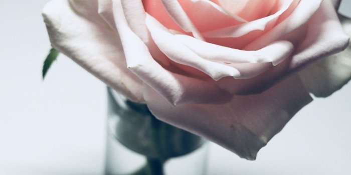 1000x1250 Flowers Rose wallpaper