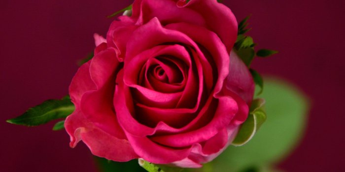 2801x2653 Rose Wallpapers Hd Download | PNG Transparent best stock photos