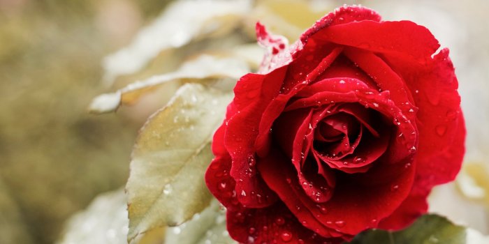 2880x1800 4K Rose Wallpapers - Top Free 4K Rose Backgrounds - WallpaperAccess