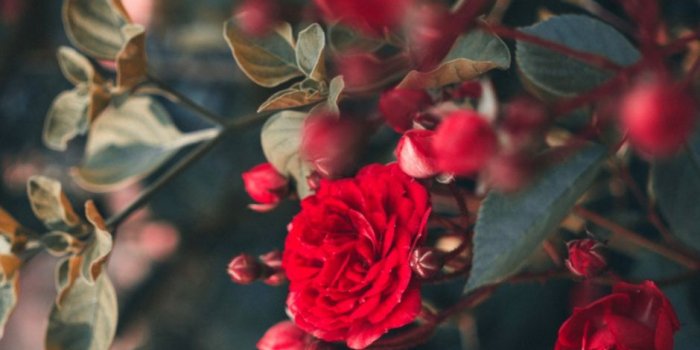 940x1410 Red Rose Flower Hd Wallpaper Android Wallpapers - Rose Wallpaper