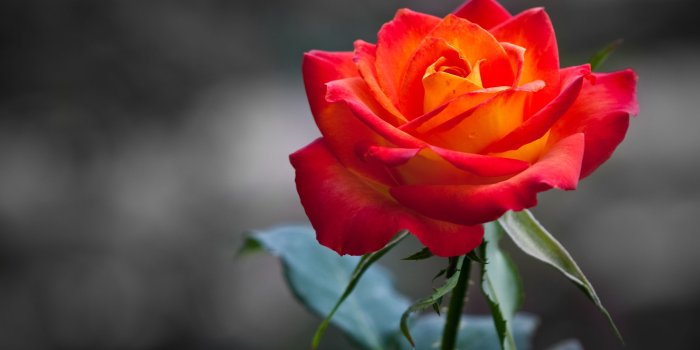 2560x1440 Orange Rose Wallpapers | HD Wallpapers | ID #10845