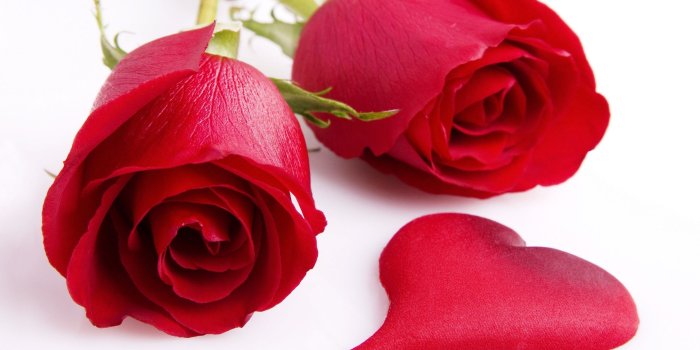 2560x1600 Rose Wallpapers HD