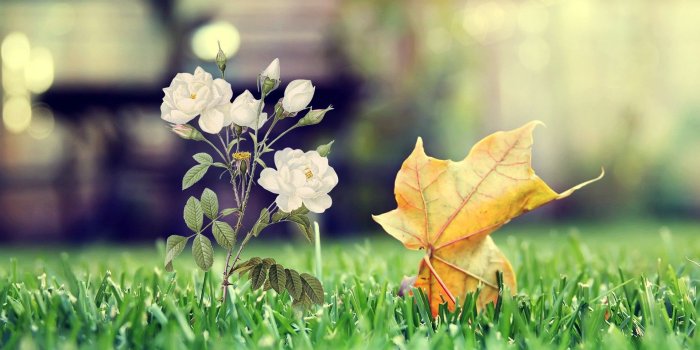 1920x1080 White Rose Wallpaper HD 32073 - Baltana