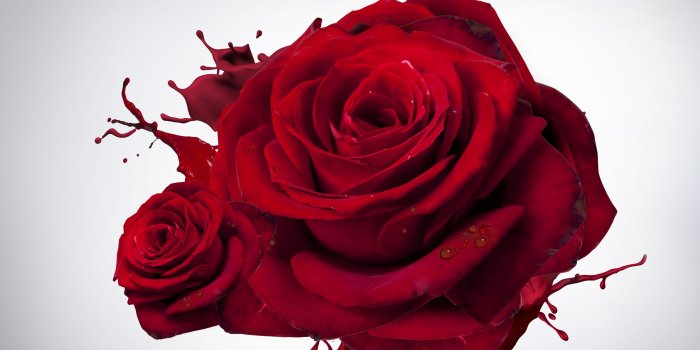 3840x2160 Love Red Roses ❤ 4K HD Desktop Wallpaper for 4K Ultra HD TV • Wide