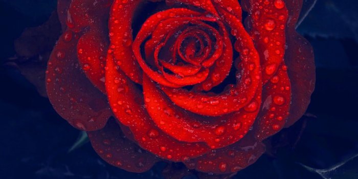 1385x1080 472+ Good morning red rose images Wallpaper Pics for girlfriend & Wife