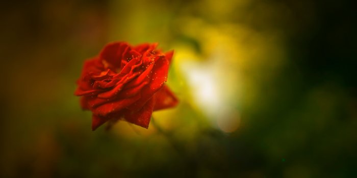 5789x3278 Wallpaper Red Rose, Beautiful, HD, 4K, Flowers, #1678