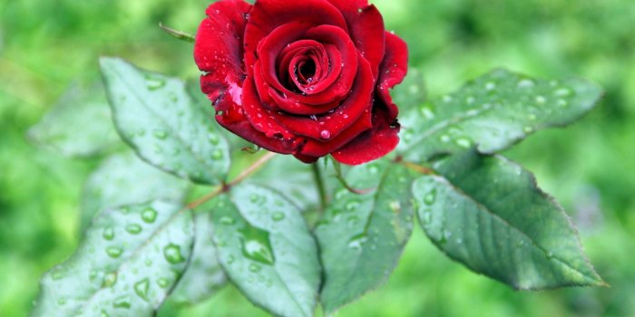 1920x1080 Rose Hd Image – download best HD - digitalimagemakerworld.com