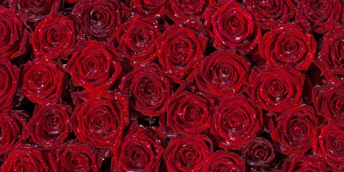 1920x1080 Rose Full HD Screen Wallpaper - The Wallpaper