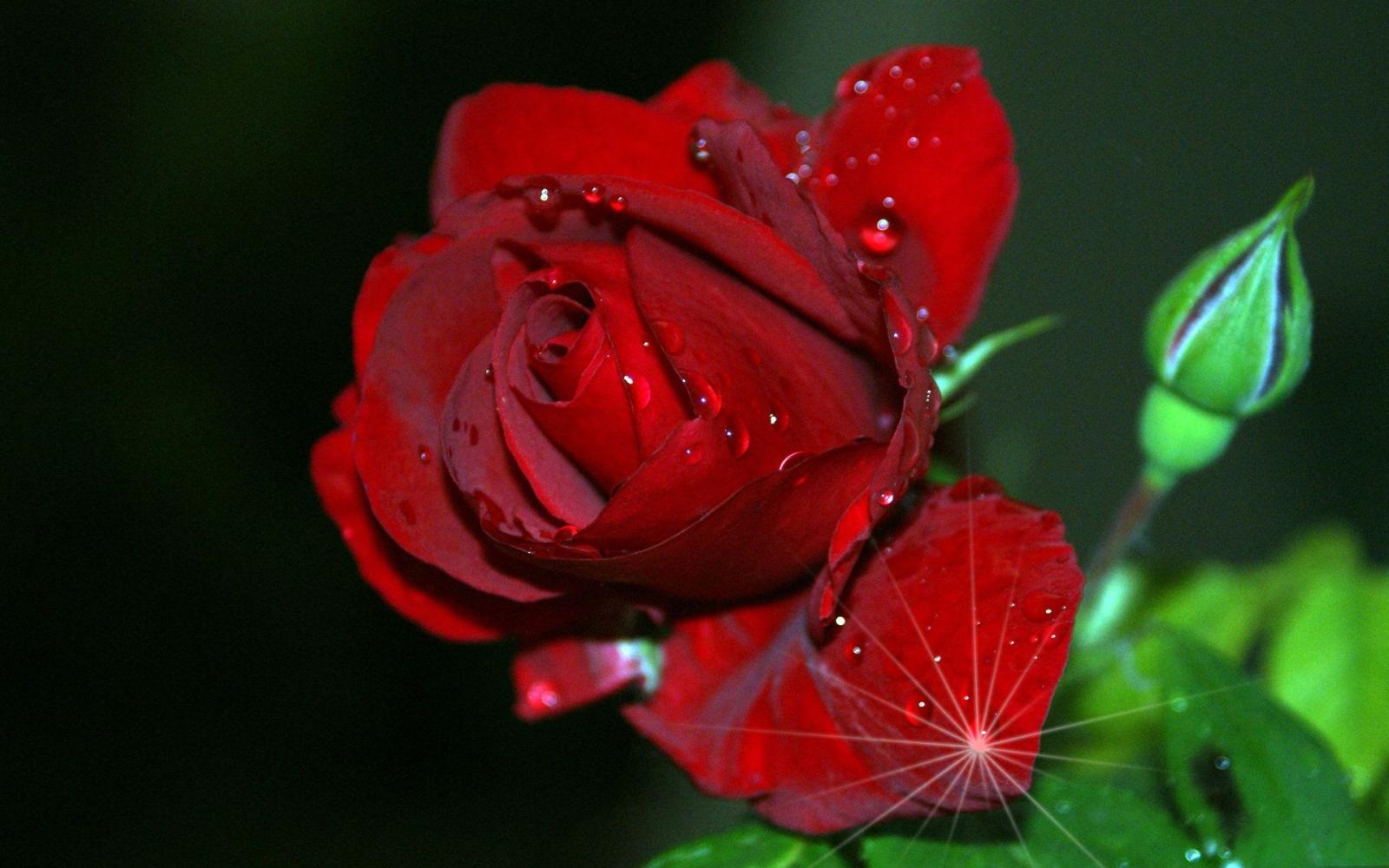 1920x1200 red rose hd images free download - hdwalltop.com | Flowers