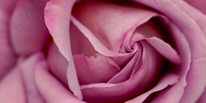 2048x2732 Dusty Pink Rose Wallpaper - iPhone, Android & Desktop Backgrounds