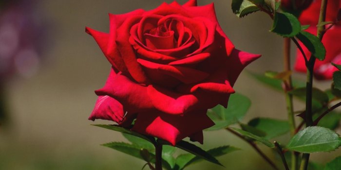 1920x1200 Beautiful Roses Wallpapers ·① WallpaperTag