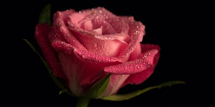 5760x3840 Rose Wallpaper on newwallpaperdownload.com