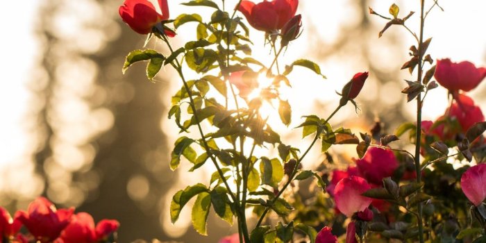 1080x1620 Rose Pictures [HD] | Download Free Images & Stock Photos on Unsplash