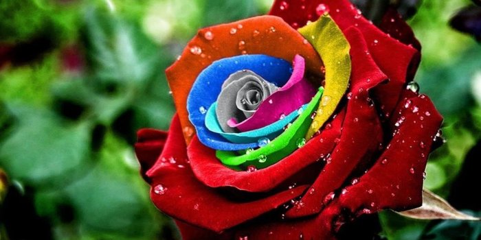 1024x768 Rose HD Wallpapers - Top Free Rose HD Backgrounds - WallpaperAccess