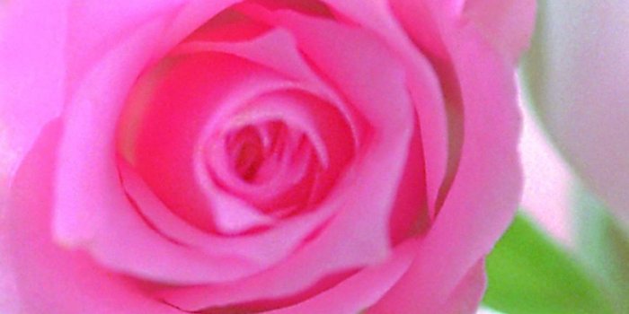 1080x1920 Superb Pink Rose Wallpapers HD Images New Desktop Background