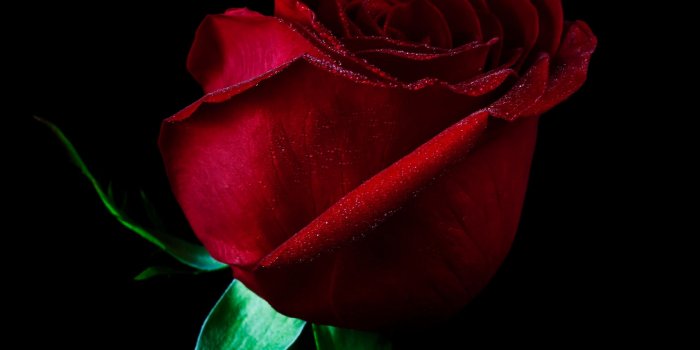 2483x1862 Red Rose Wallpaper (68+ pictures)