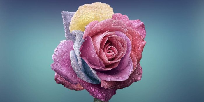 1128x750 Flower, Petal, Rose Family, Pink, Rose HD Wallpaper, Flowers Picture
