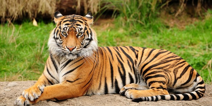 1920x1080 Bengal Tiger Hd Wallpaper - Point Defiance Zoo & Aquarium Free