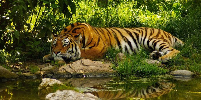 2560x1600 2972526 tiger jungles wallpaper and background | Other | Tokkoro.com