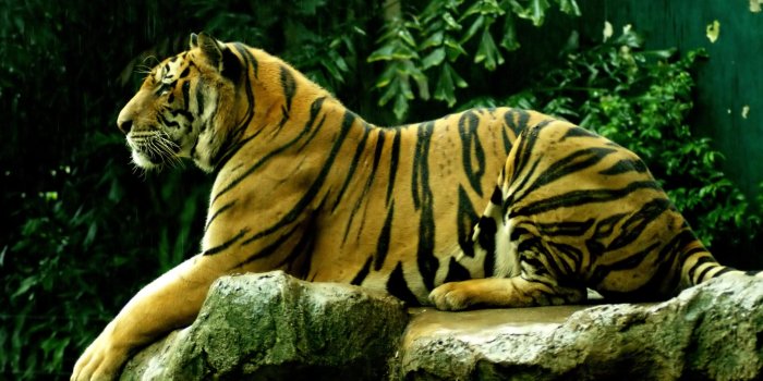 2560x1600 Download the Perched Bengal Tiger Wallpaper, Perched Bengal Tiger