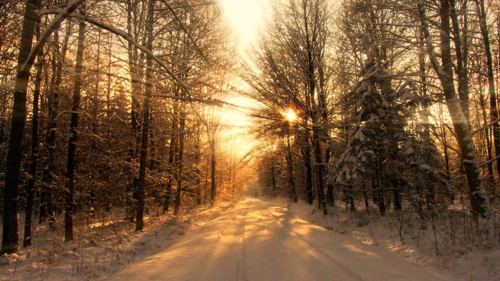 1920x1080 Winter Sunshine wallpaper free | Winter Beauty | Trees tumblr