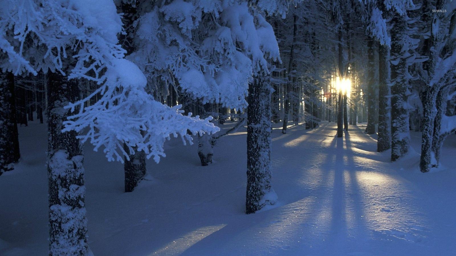 1920x1080 Winter sunshine through the trees wallpaper - Photography wallpapers