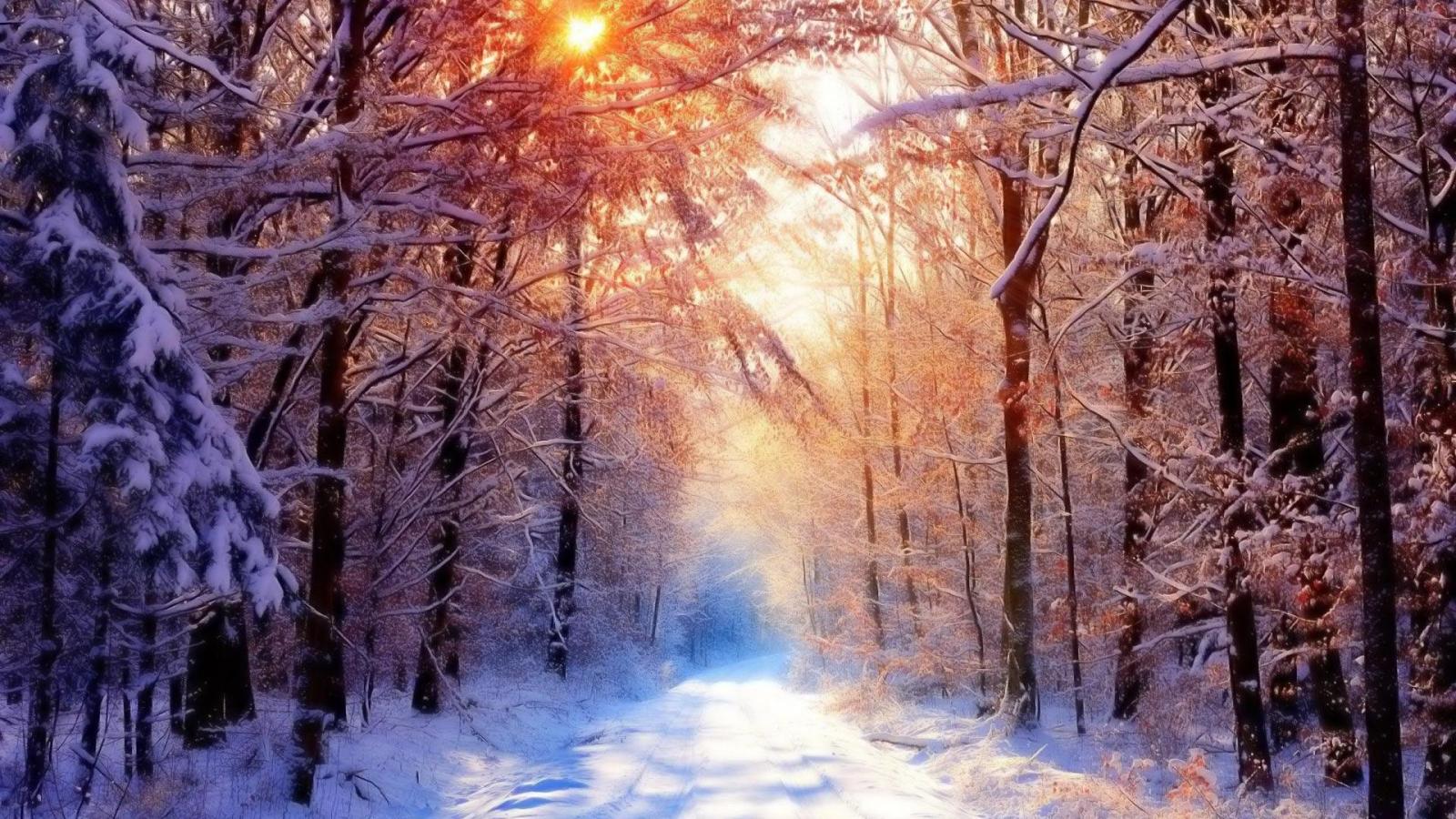 1920x1080 Snow Winter Sunlight Trees HD wallpaper Gallery