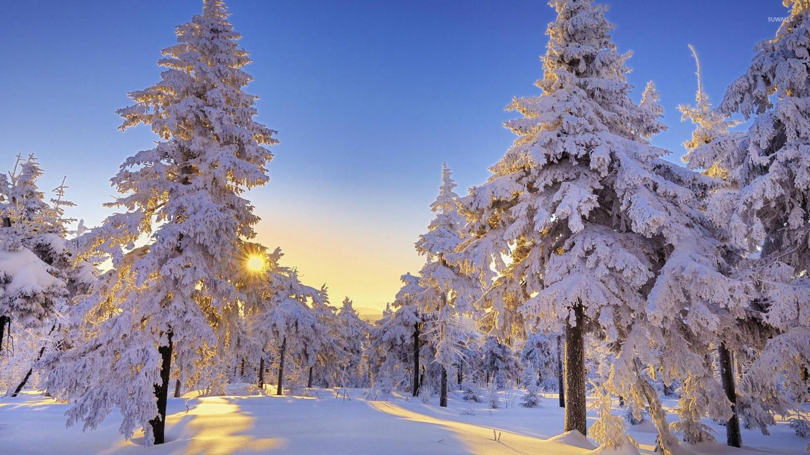 1920x1080 Snowy firs wallpaper - Nature wallpapers - #16698